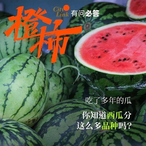 啥最喜欢吃瓜,揭秘我最爱的瓜类美食