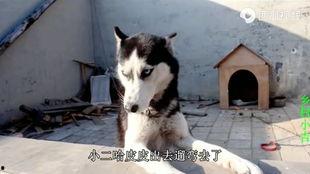 网红哈士奇豆豆被车撞,网友泪目