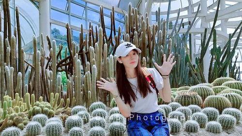 世界网红最美仙人掌,最美仙人掌的奇幻之旅