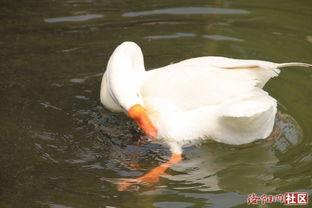 娱乐吃瓜鹅鸭视频,鹅鸭视频带你领略娱乐圈新鲜趣事