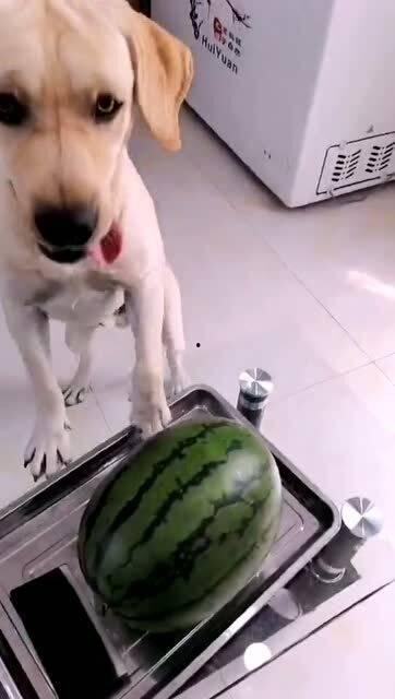 娱乐吃瓜酱送小狗视频,温馨瞬间感动网友