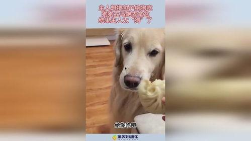 娱乐吃瓜酱送小狗视频,温馨瞬间感动网友